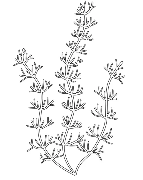 Plante Aquatique Rivière Aquarium Hornwort Ceratophllum Bush Plante Eau Douce — Image vectorielle