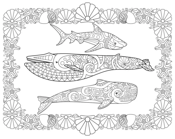 Rorqual Spermatozoïde Rorqual Bleu Requin Dans Cadre Coquillages Page Vectorielle — Image vectorielle