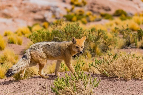 Chilean Fox in atacama desert