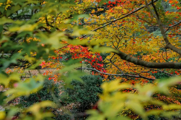 Kyoto Park'ta sonbahar yaprakları