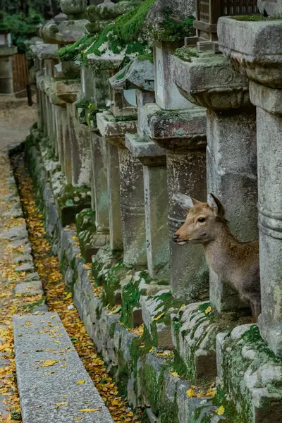 geyik nara Parkı Orta Tapınağı'nda