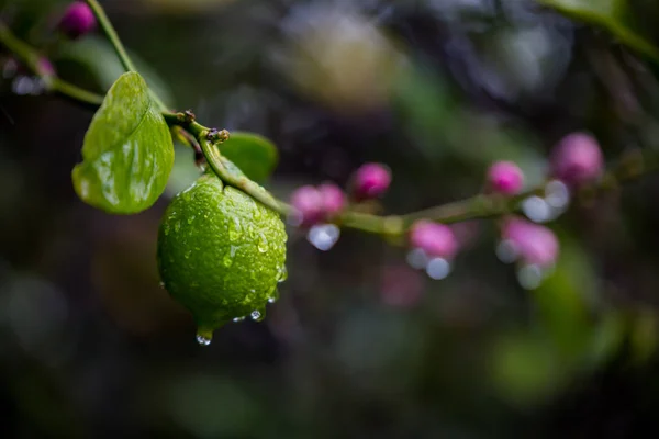 sonra eain katiyen damla limon ağacı