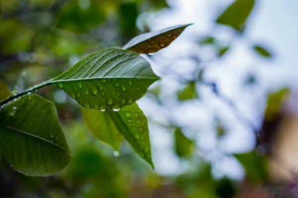 Limon ağacı whit damla