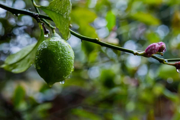 Limon ağacı afer yağmur