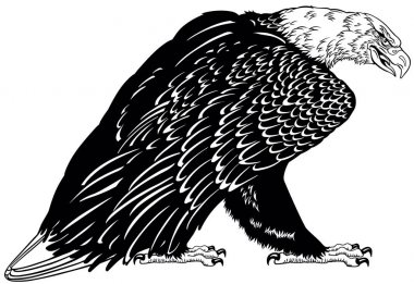 Kel kartal. Ayakta beyaz başlı Amerikan kuş. Siyah ve beyaz dövme stil vektör çizim