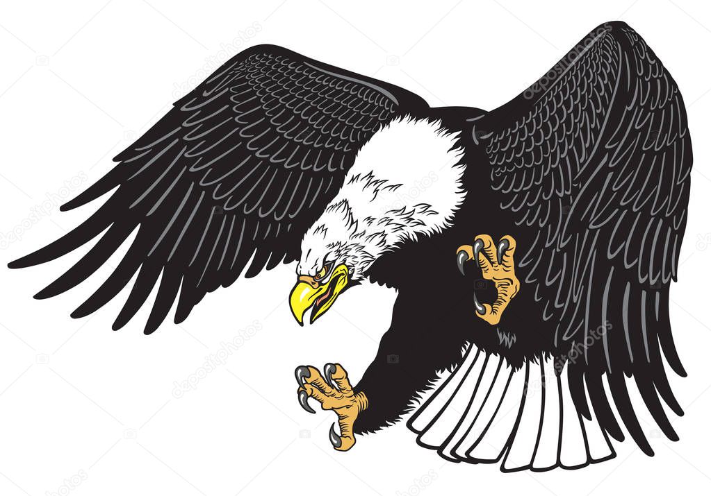 bald eagle in the fly . White headed American bird . Tattoo style vector illustration 