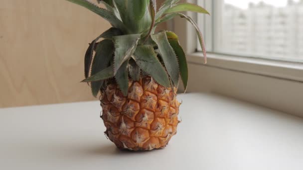 Pencerenin yanındaki beyaz masada ananas.. — Stok video