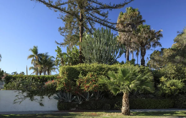 Santa Barbara buurt tuin — Stockfoto