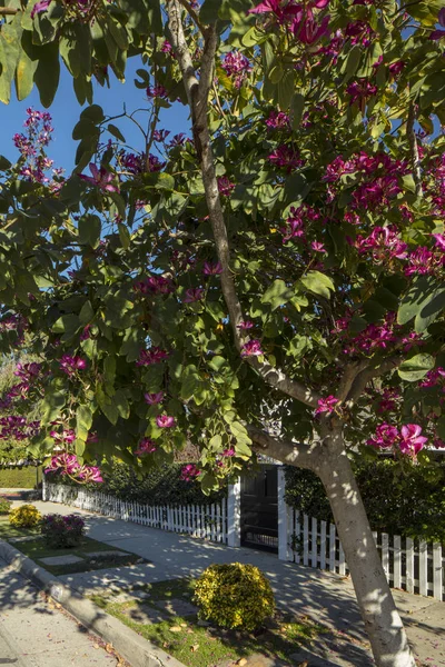 Un árbol floreciente en primavera — Foto de Stock