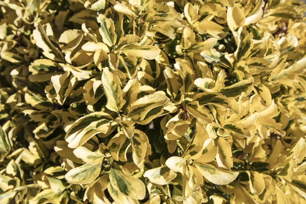 Yellow pittosporum detail — Stock fotografie