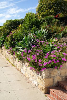 Bir Kaliforniya bahçesi