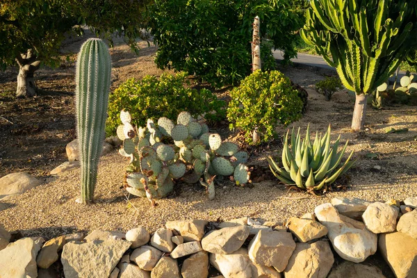 California cactus garden — Stock Photo, Image