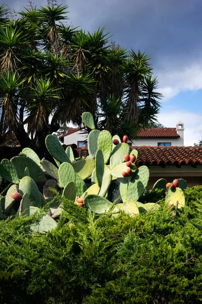 California cactus — Stockfoto