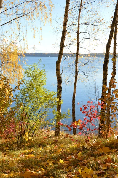 Warna Pohon Dekat Danau Musim Gugur — Stok Foto