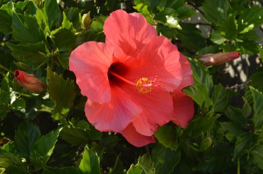 Kırmızı çiçekaçan ebegümeci çiçek yakın