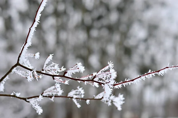 Ramos Congelados Brancos Dia Frio Inverno Arbusto — Fotografia de Stock