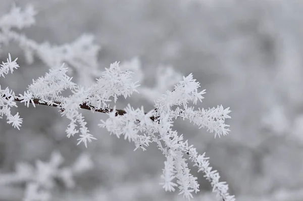 Ramo Congelado Branco Dia Frio Inverno Árvore — Fotografia de Stock