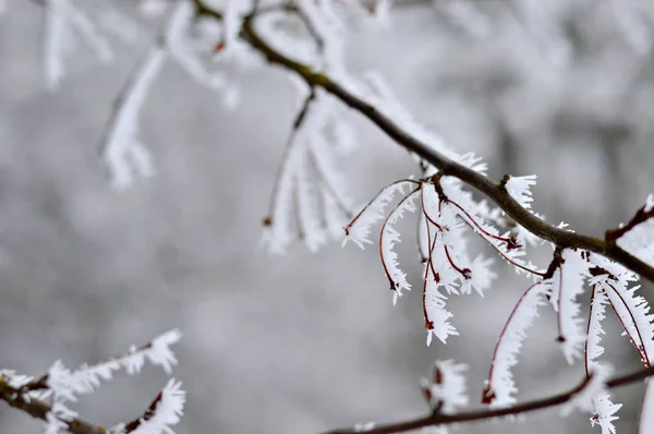 Rama Congelada Del Arbusto Día Frío Invernal —  Fotos de Stock