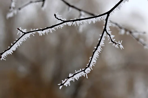 Kis Fagyasztott Ágak Nyírfa Hideg Téli Napon — Stock Fotó