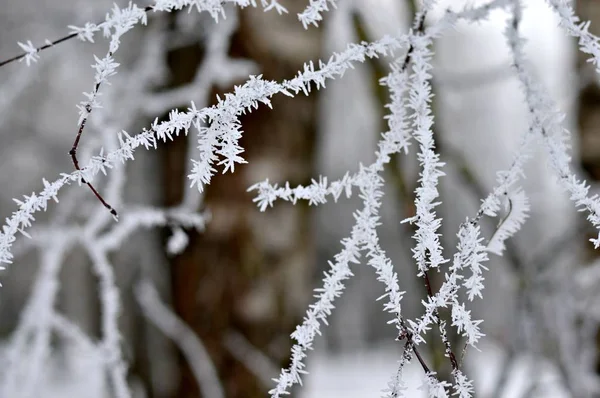 Маленькие Замерзшие Ветви Березы Холодный Зимний День — стоковое фото