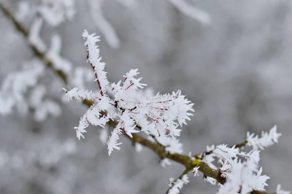 Bílá Zamrzlá Větev Stromu Chladný Zimní Den — Stock fotografie