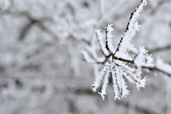 Fehér Fagyasztott Faágak Hideg Téli Napon — Stock Fotó