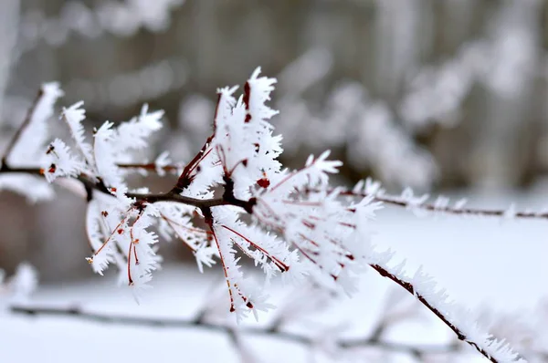 Las Ramas Congeladas Del Árbol Frío Día Invierno — Foto de Stock