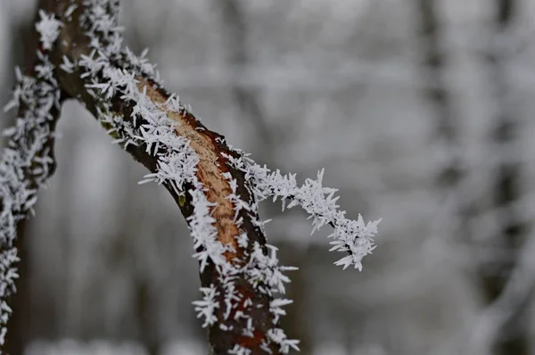 Vieja Rama Congelada Árbol Frío Día Invierno — Foto de Stock