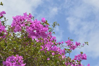 Tenerife plajda güneşli gün