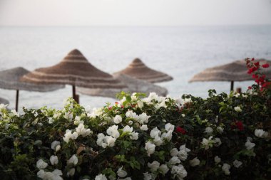 Turist resort, Mısır