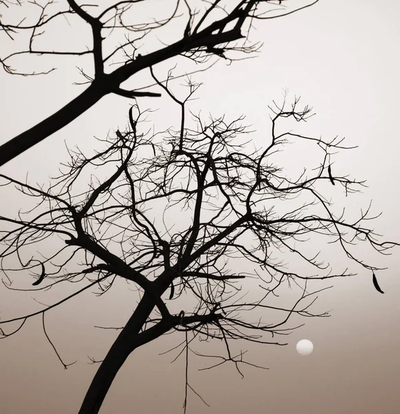 Fekete-fehér kép, Napkelte, fa sziluettje — Stock Fotó