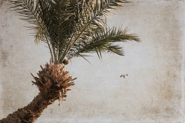 Palm and flying pigeon — Stock Photo, Image