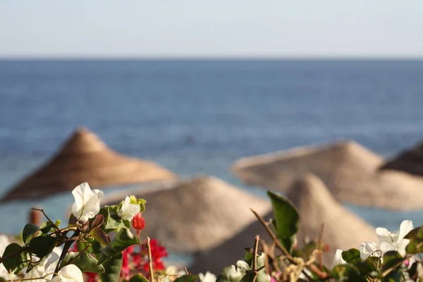 Flowers, beach umbrellas and sea, Egypt — Stock Photo, Image