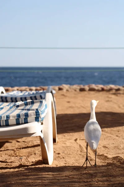 Aigle du bétail, plage, Égypte — Photo