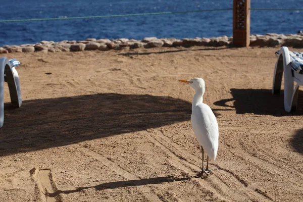 Cattle egret, beach, Egypt — Stock Photo, Image