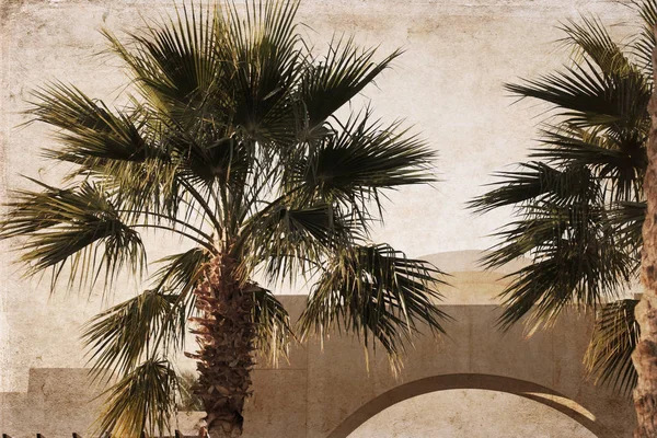 Illustraties Retro Stijl Palmbomen Afrika Egyp — Stockfoto