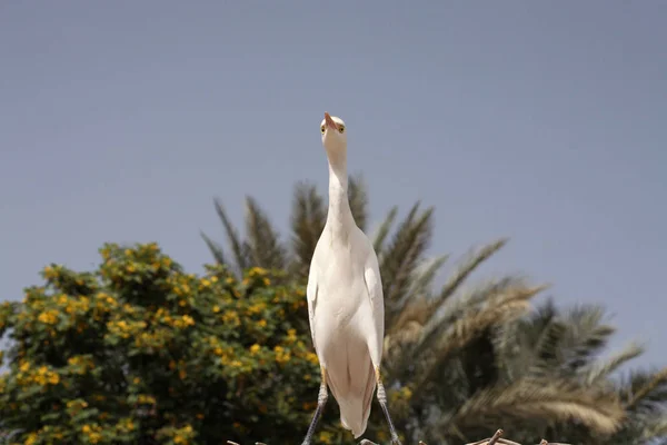 牛白鹭, 埃及 — 图库照片