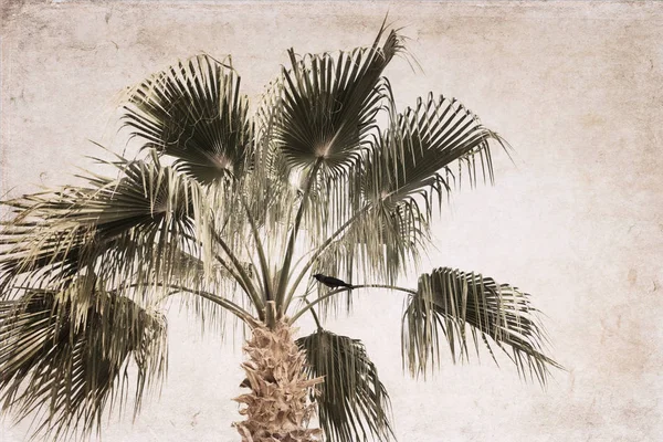 Произведения искусства в винтажном стиле, пальма, ворон — стоковое фото
