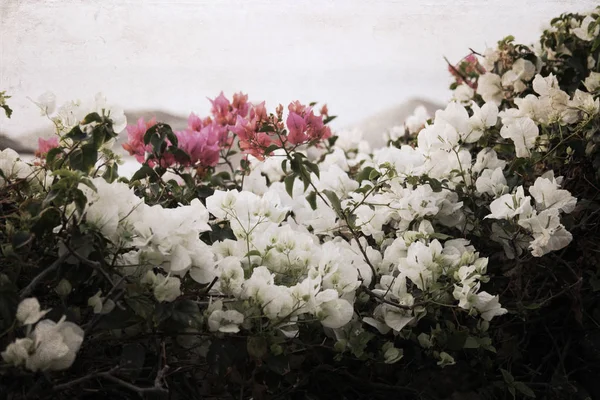 レトロなスタイルで、花のアートワーク — ストック写真