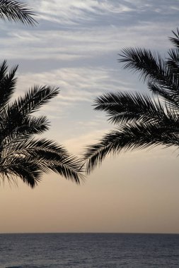 Sunrise denize sıfır, palmiye ağaçları, Afrika, Mısır