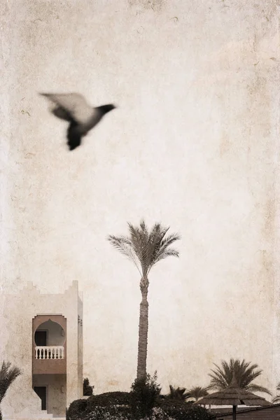 Artwork in vintage style, flying bird/soft focus/ palm tree, tou — Stock Photo, Image