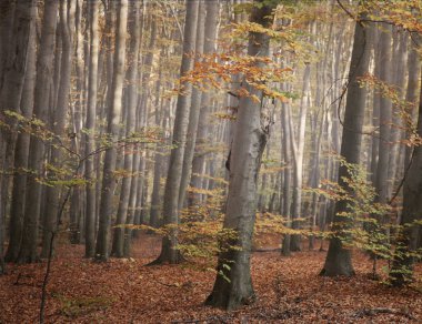 Geçmişe dönük sanat eserleri, sonbahar ormanı
