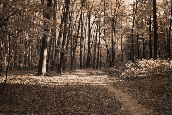 Artwork in retro style, autumn forest/ monochrome