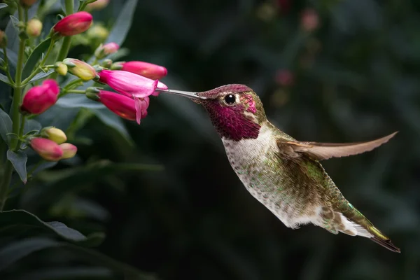 Male Anna's hummingbird visit flowers — Stock Photo, Image