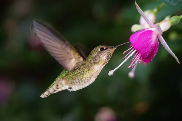 Beija-flor e rainha fúcsia — Fotografia de Stock