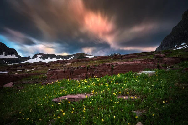 Vadvirágok és a mozgás felhők Glacier Nemzeti Park — Stock Fotó