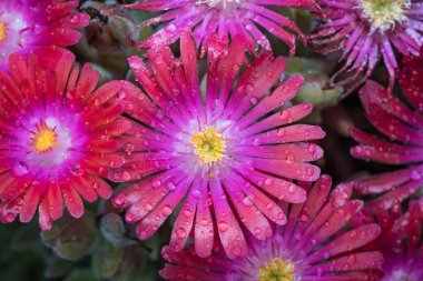 Çiğ damlaları ile minik çiçekler