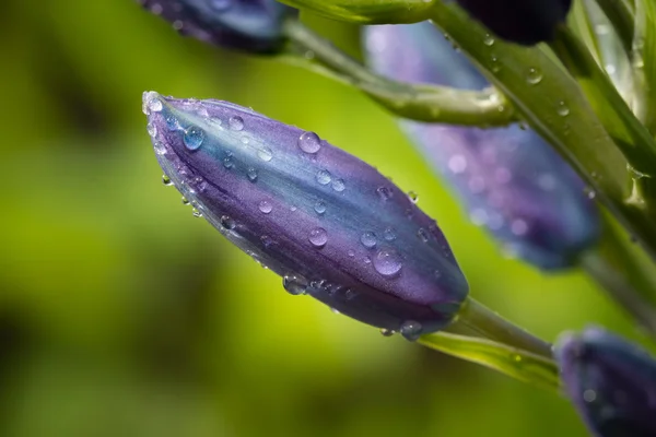 Flower buds with dew drops — Stock fotografie
