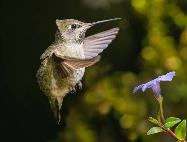 Hummingbird hovering in strong wind — Stock Photo, Image