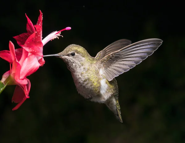 Colibri et fleur rouge — Photo